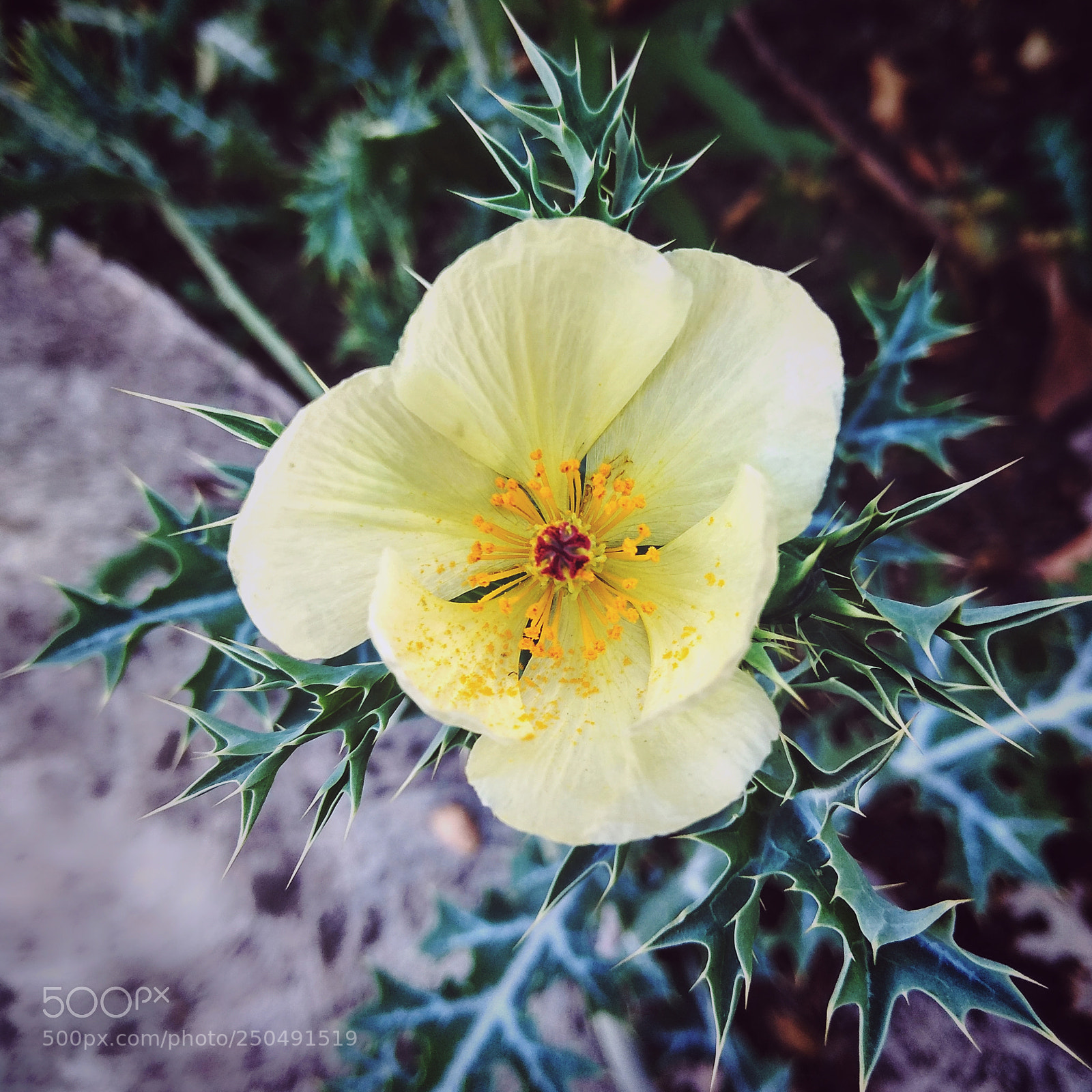Xiaomi Redmi Note 4 sample photo. Untitled photography