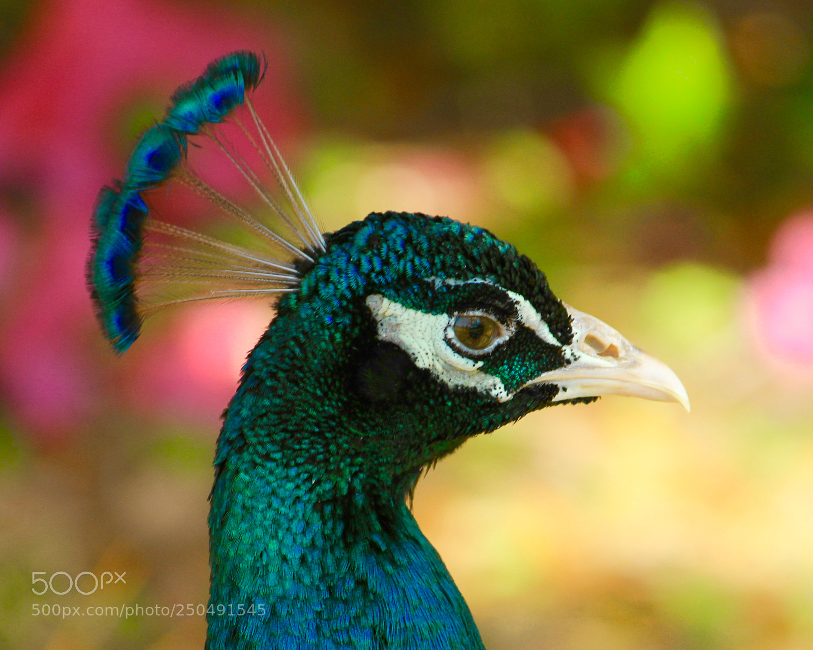 Canon EOS 60D sample photo. Peacock photography