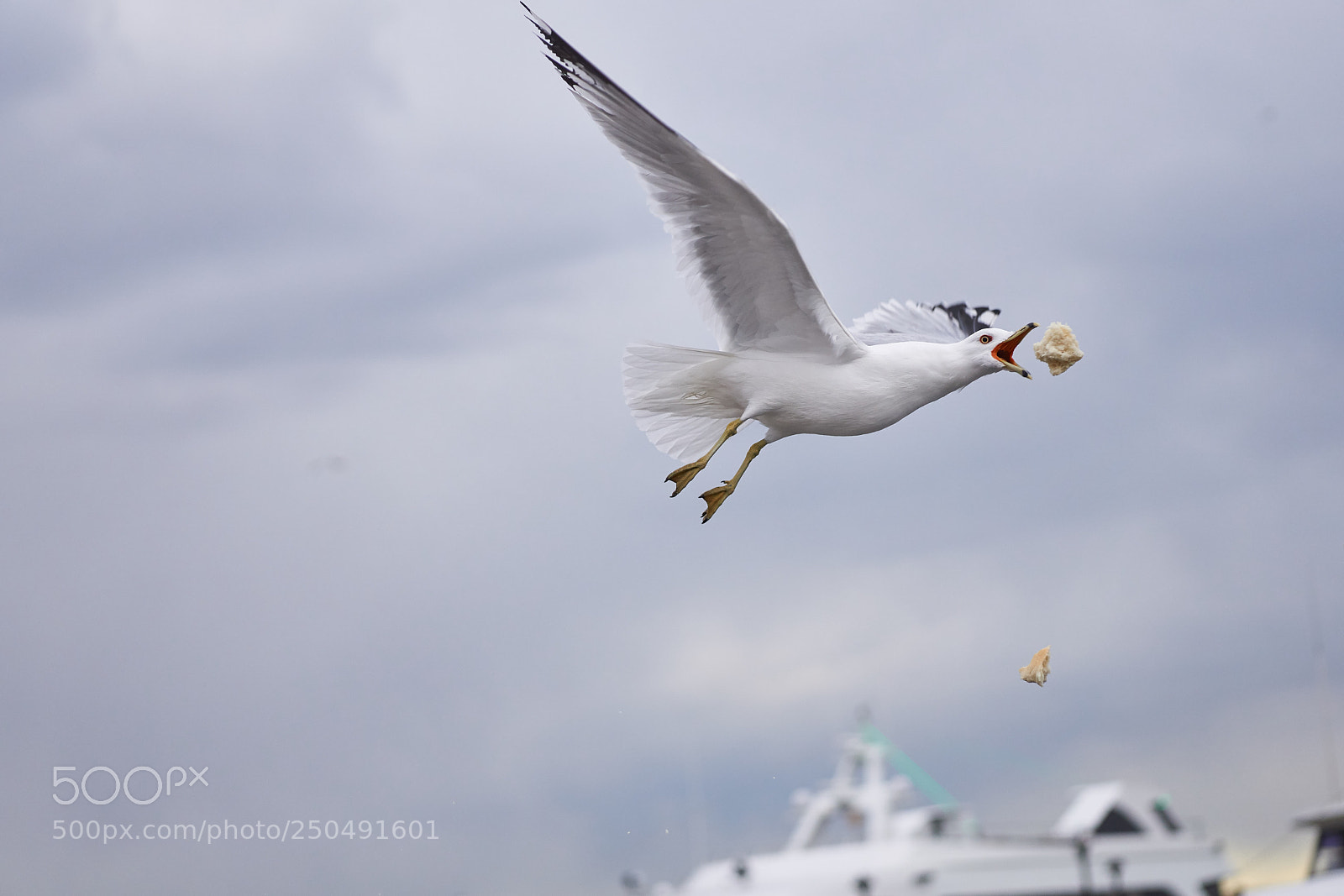 Sony a6000 sample photo. Seagull in flight photography