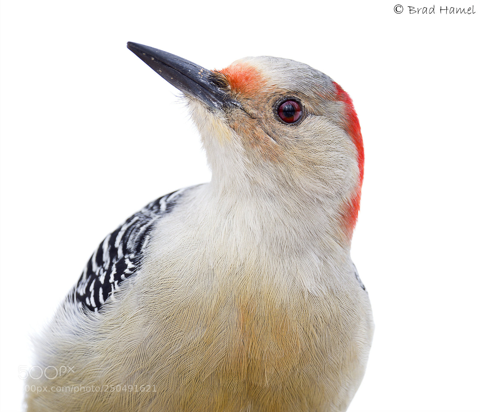 Olympus OM-D E-M10 II sample photo. Woodpecker photography
