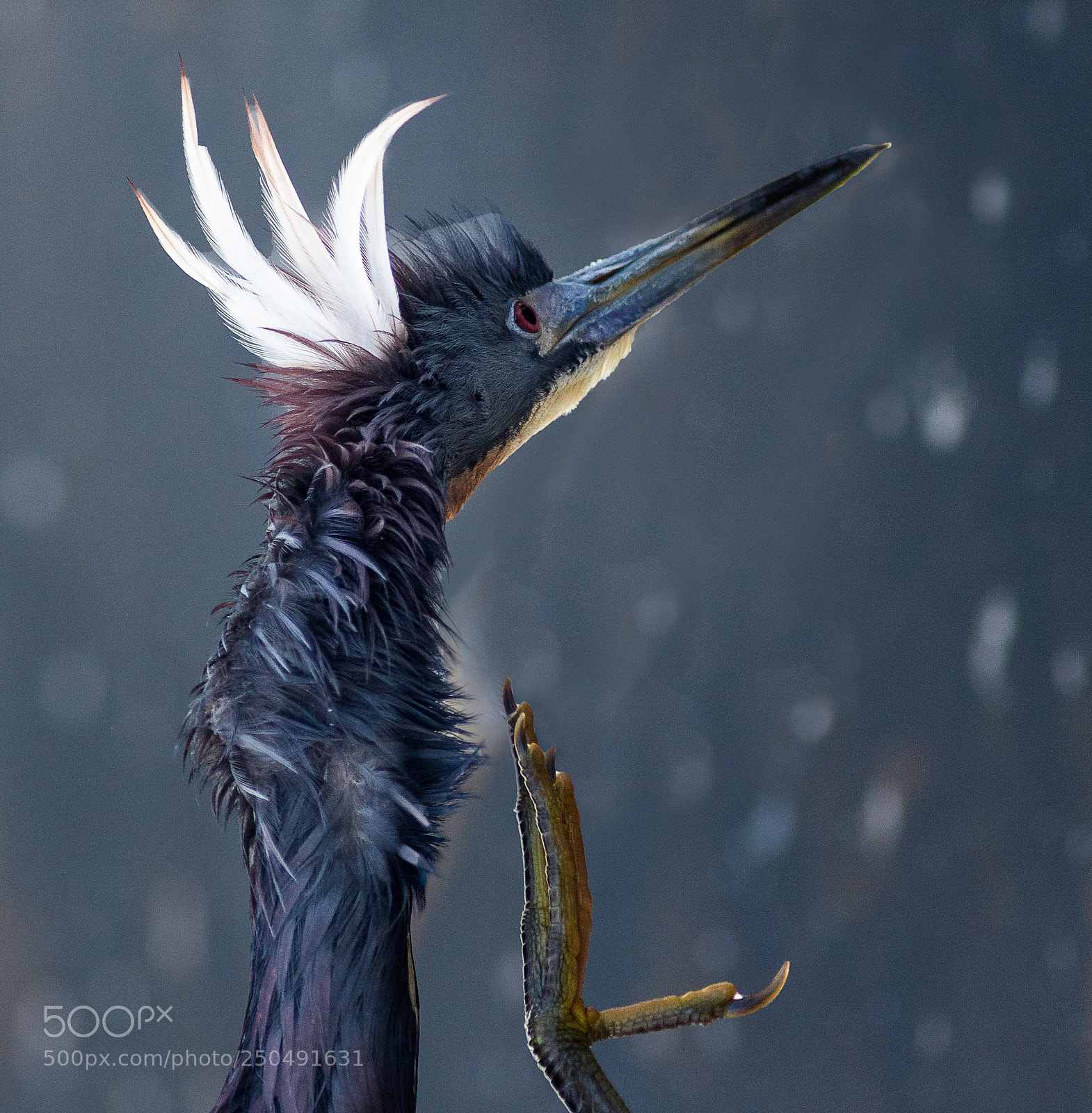 Canon EOS 5D Mark IV sample photo. Tricolor heron photography