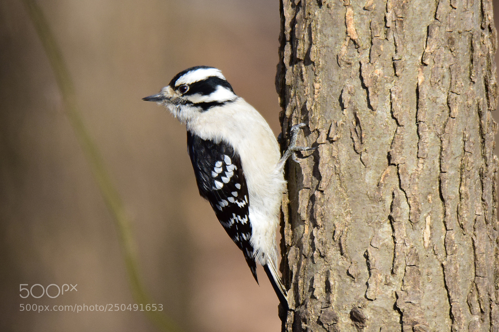 Nikon D5300 sample photo. Downy woodpecker photography