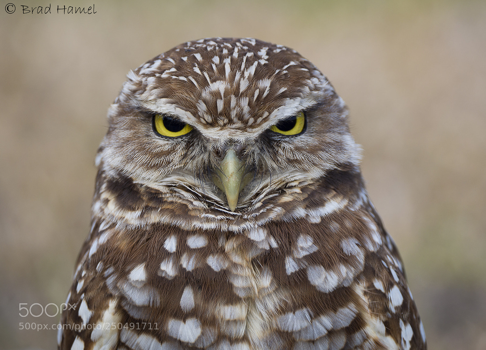 Olympus OM-D E-M10 II sample photo. A burrowing owl photography