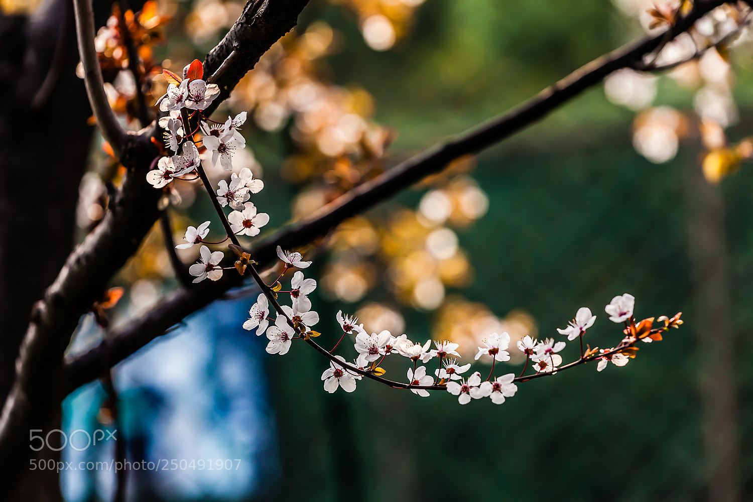 Canon EOS 5D Mark II sample photo. Spring flowers photography