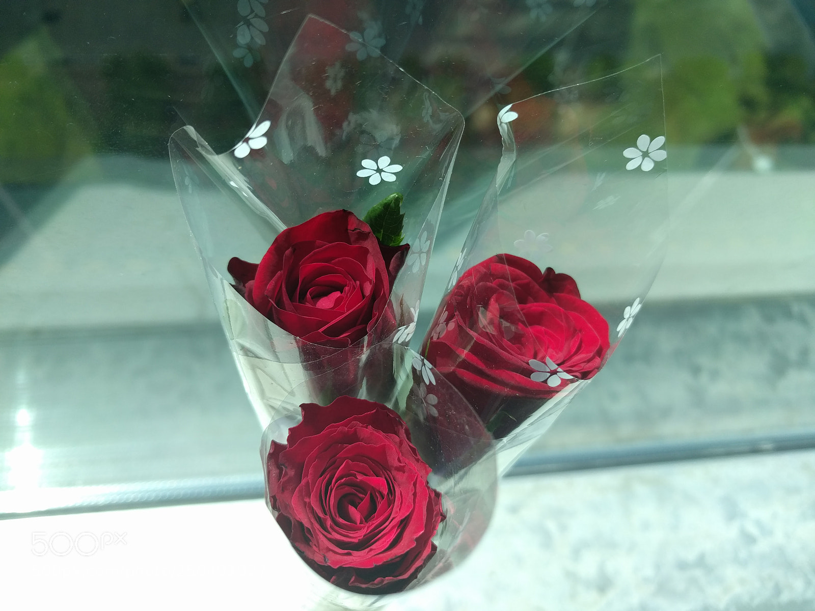 Google Nexus 6P sample photo. Roses photography
