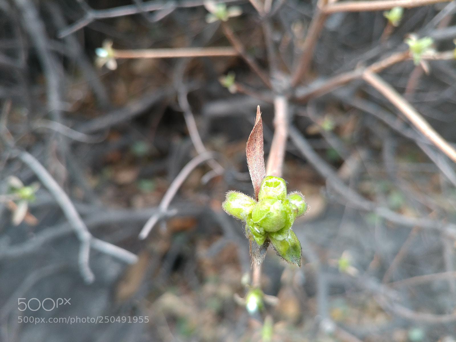 LG V20 sample photo. Voice of spring photography