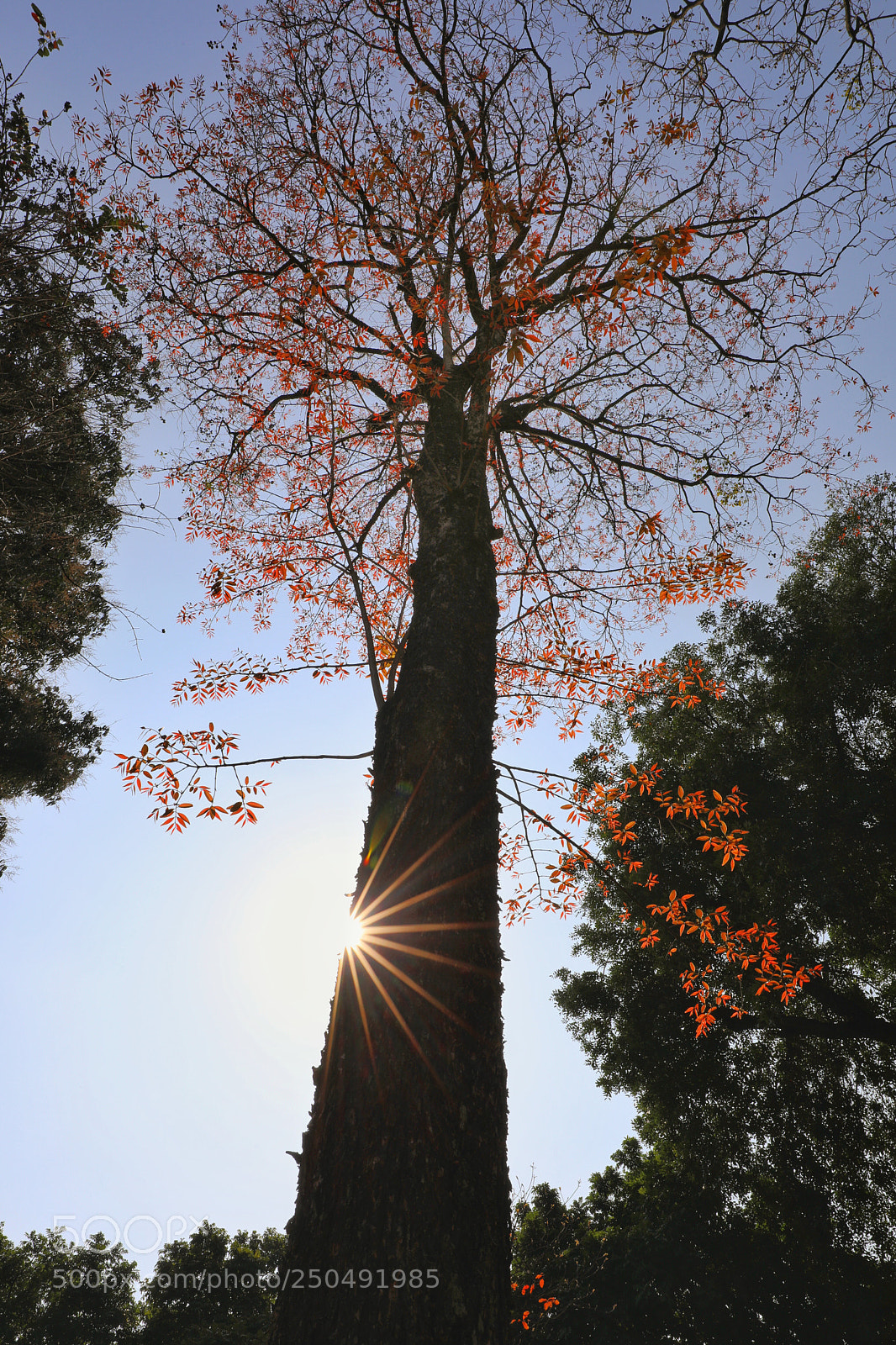 Canon EOS 5D Mark IV sample photo. Untitled photography