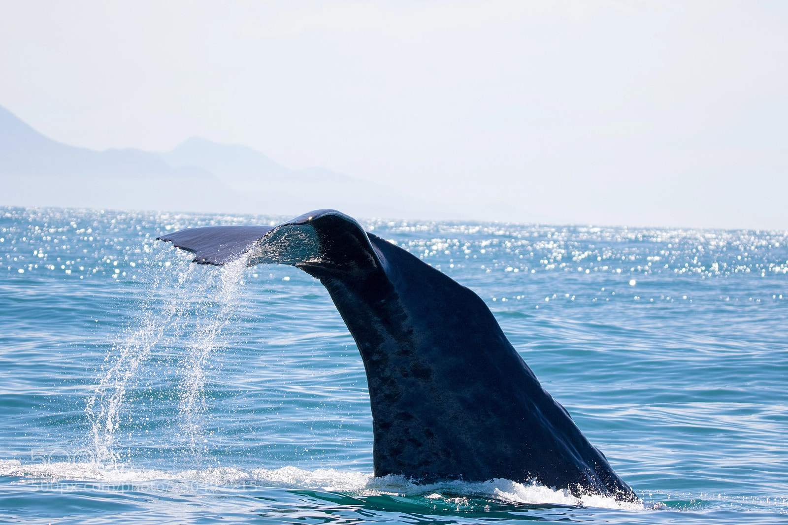 Canon EOS 7D Mark II sample photo. Sperm whale photography
