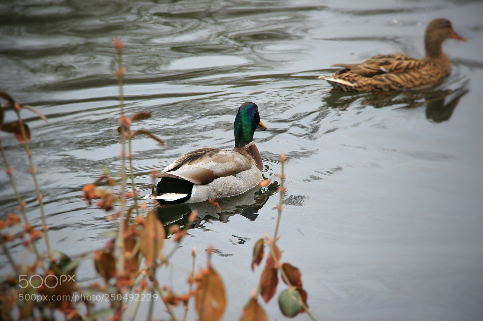 Canon EOS 600D (Rebel EOS T3i / EOS Kiss X5) sample photo. Ducks_central park photography
