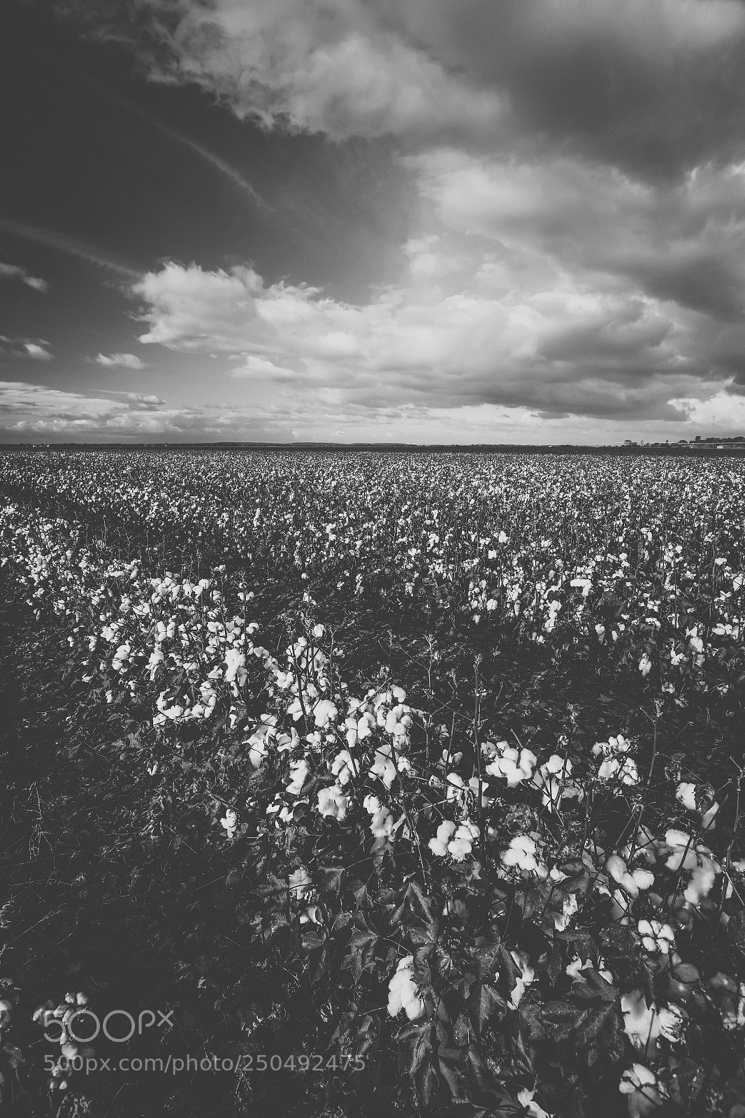 Nikon D800 sample photo. Cotton field in the photography