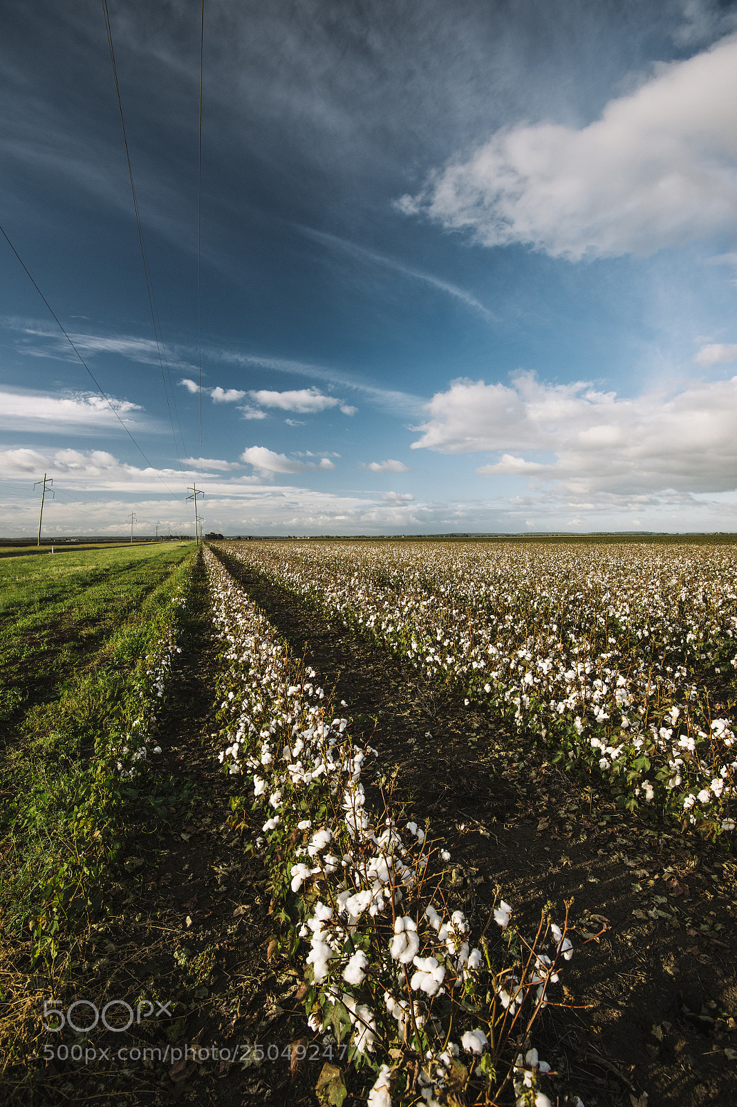 Nikon D800 sample photo. Cotton field in the photography