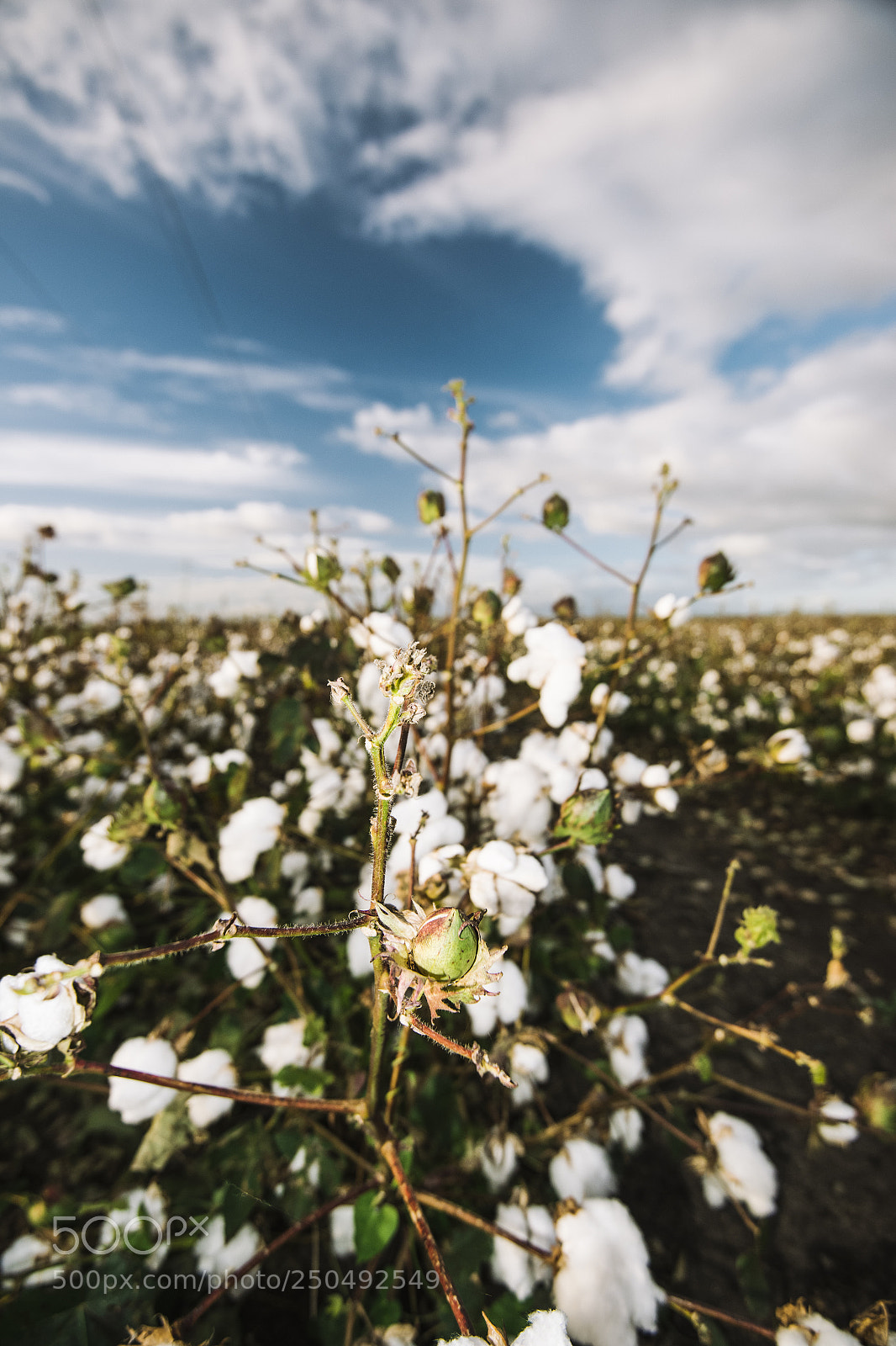 Nikon D800 sample photo. Cotton field in the photography
