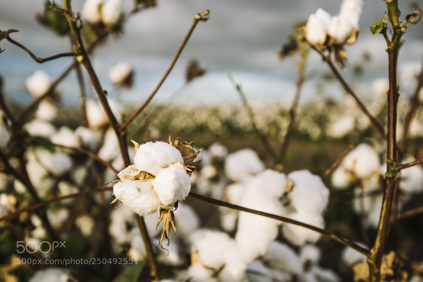 Nikon D800 sample photo. Cotton field in the photography