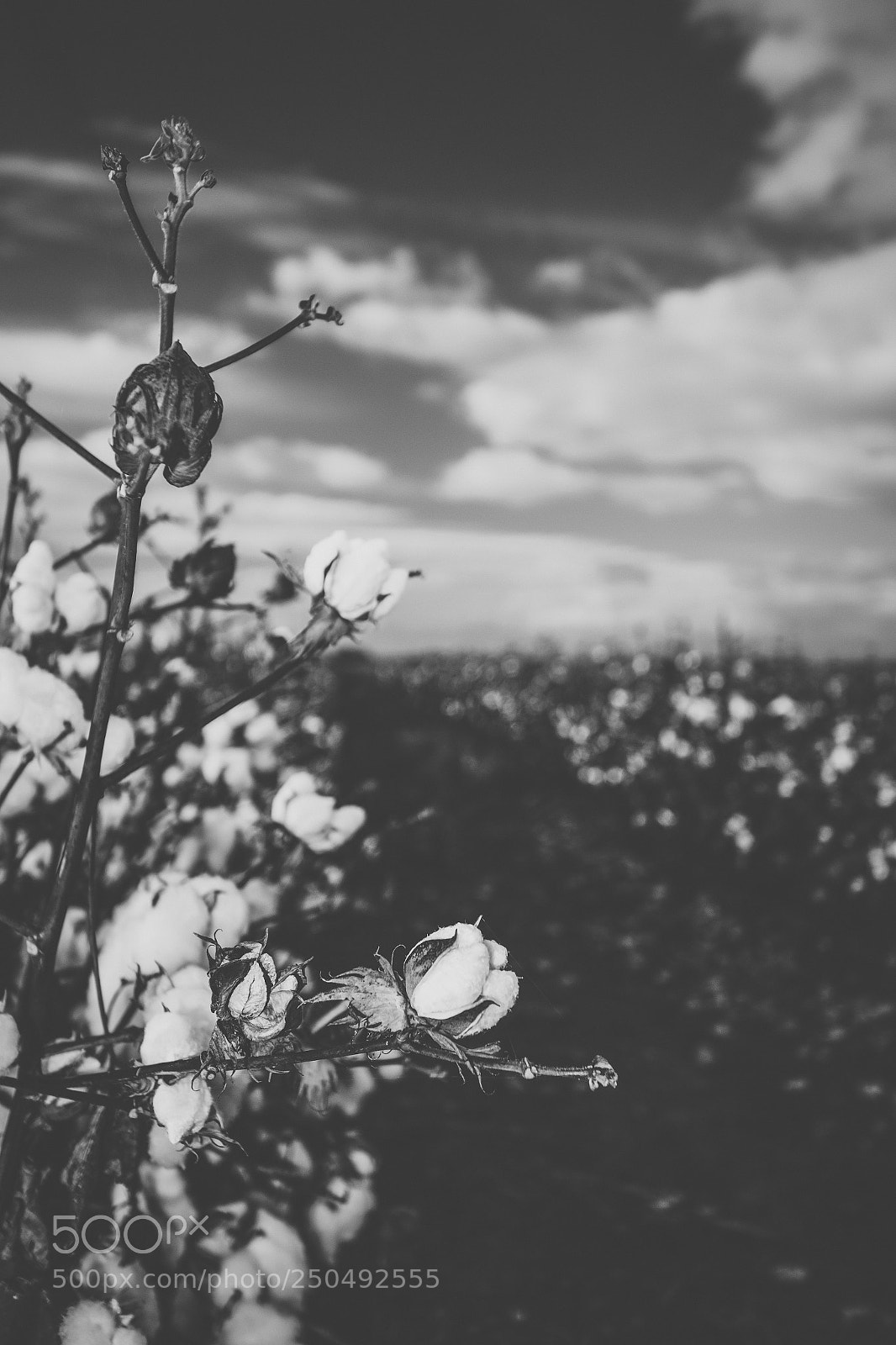 Nikon D800 sample photo. Cotton field in the photography