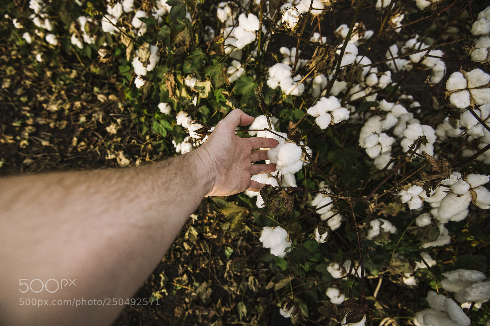 Nikon D800 sample photo. Cotton field in the photography