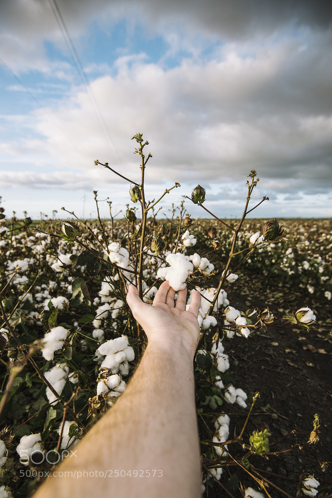 Nikon D800 sample photo. Cotton field in the photography