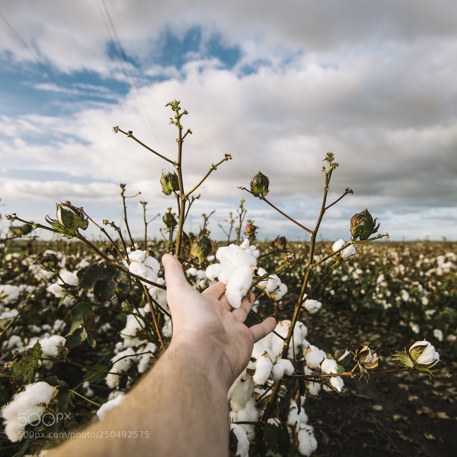 Nikon D800 sample photo. Cotton field in the photography