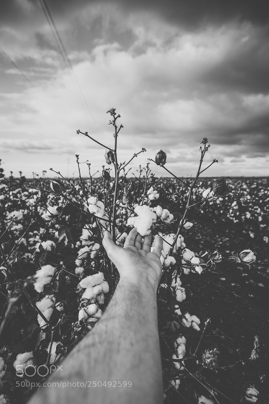 Nikon D800 sample photo. Cotton field in the photography