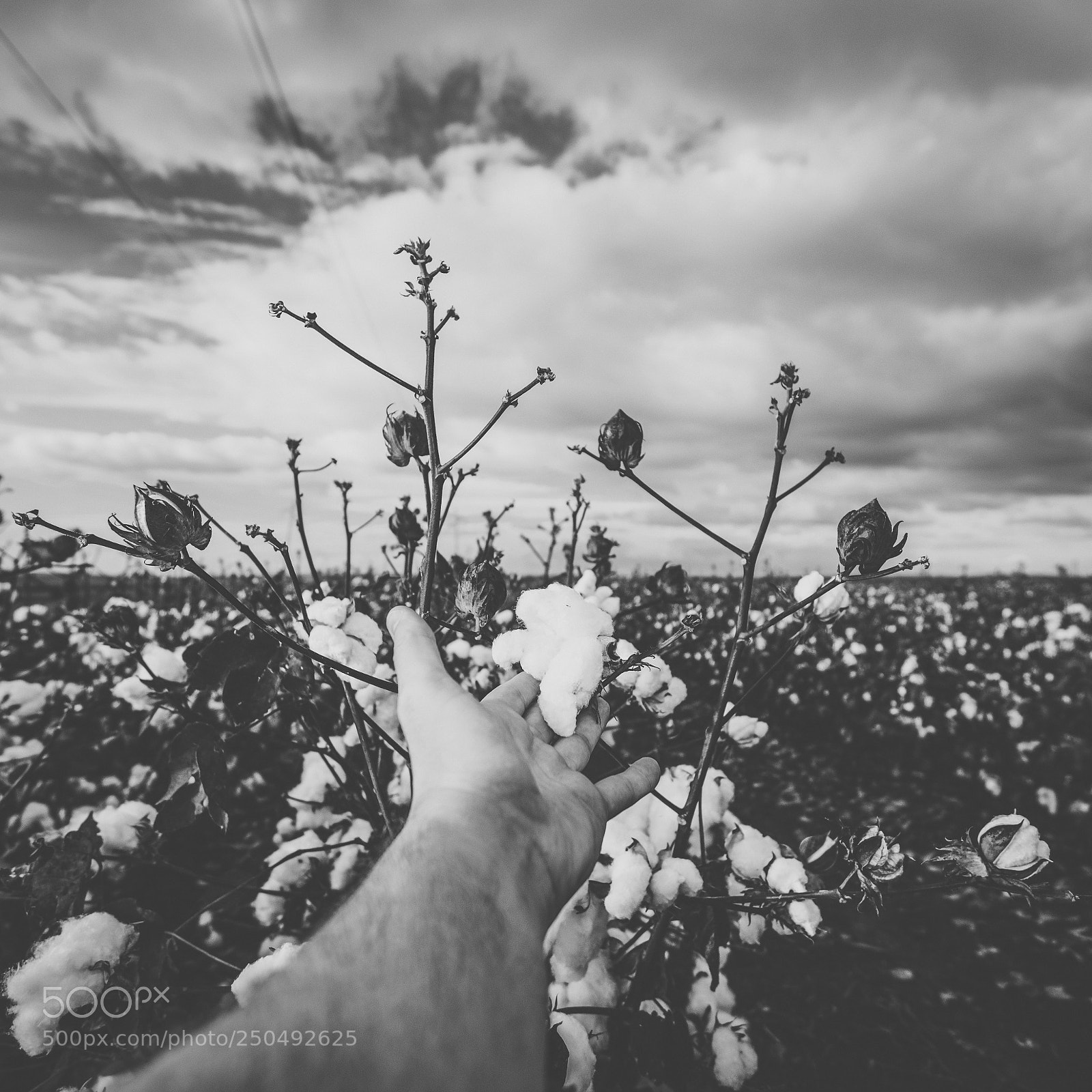 Nikon D800 sample photo. Cotton field in the photography