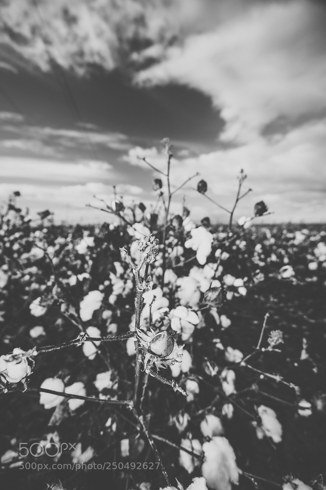 Nikon D800 sample photo. Cotton field in the photography