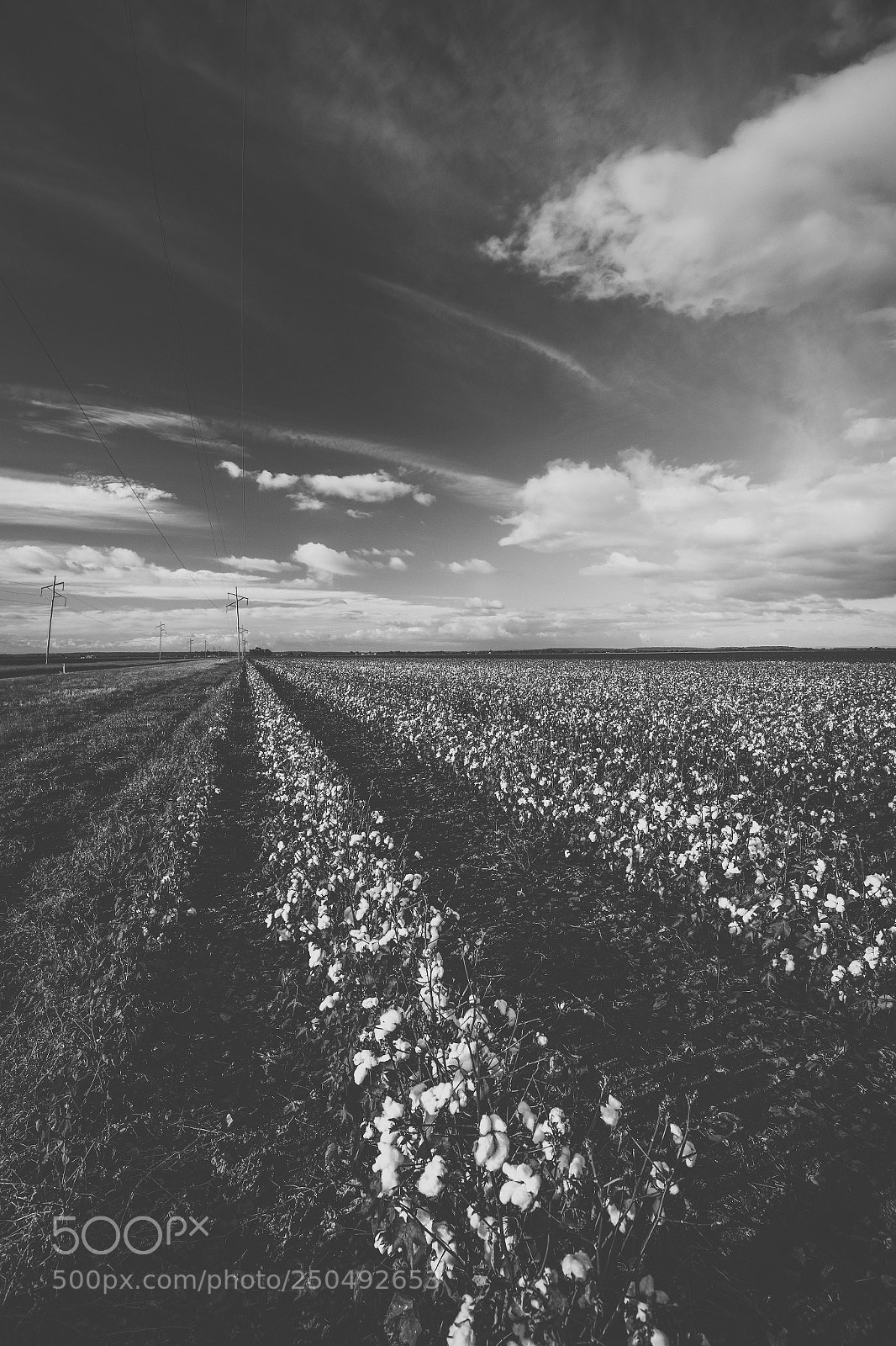 Nikon D800 sample photo. Cotton field in the photography