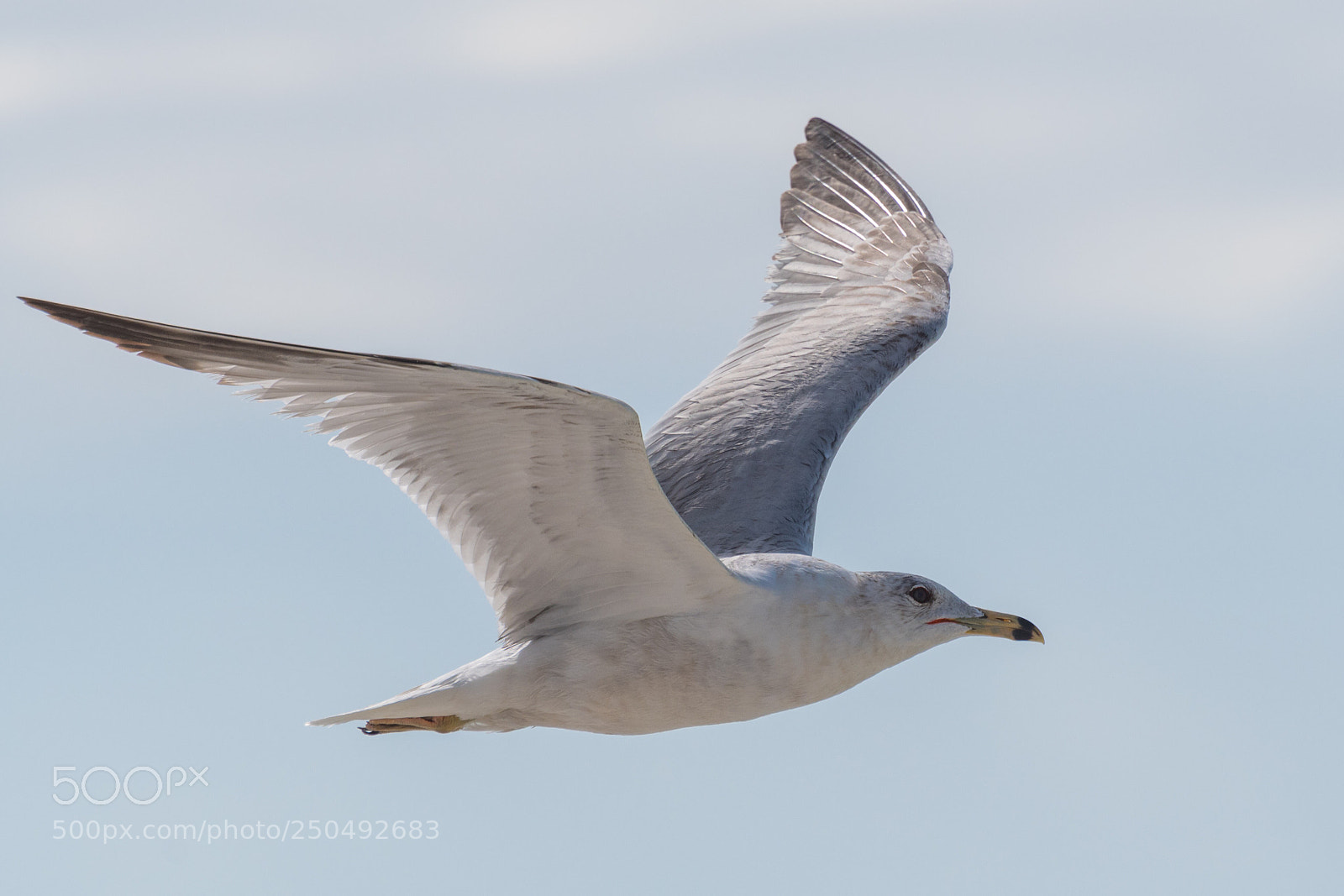 Nikon D500 sample photo. Seagull in flight photography