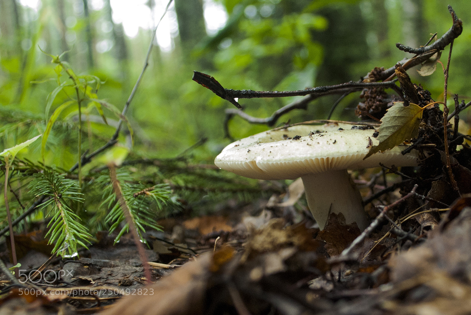 Nikon D60 sample photo. Mushroom photography