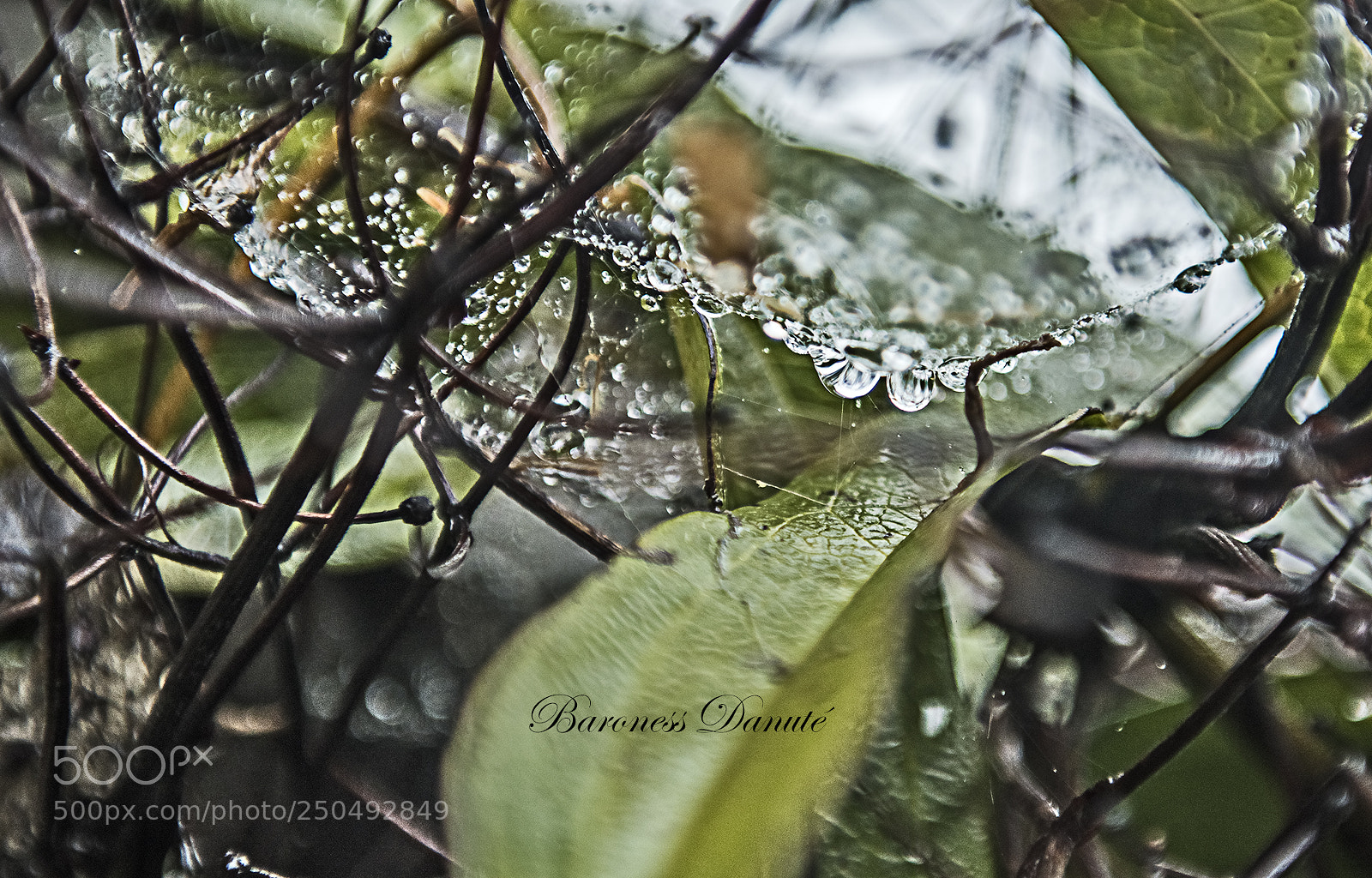 Nikon D810 sample photo. Life is like web photography