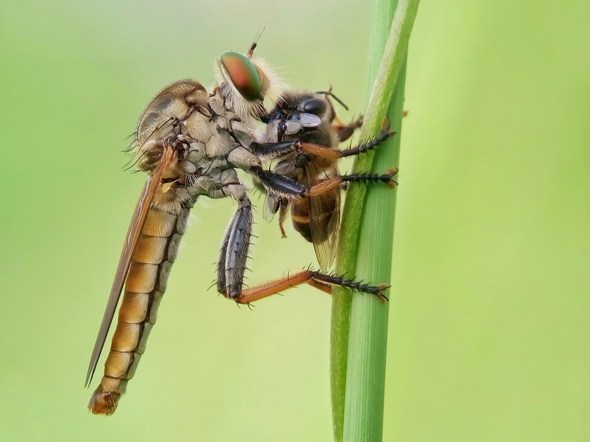 Meizu m2 sample photo. Robber fly photography