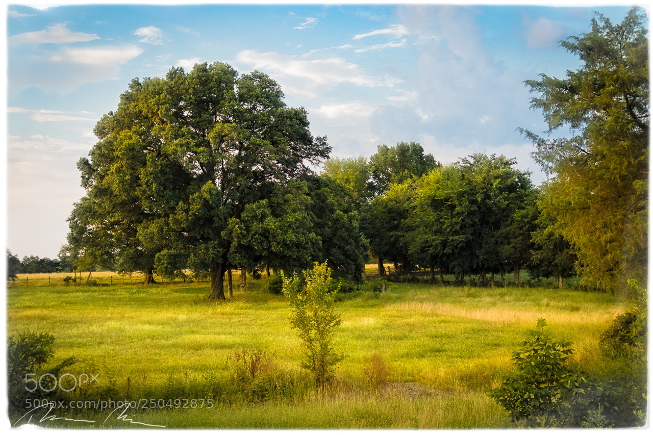 Canon EOS 80D sample photo. Millers tree edit photography
