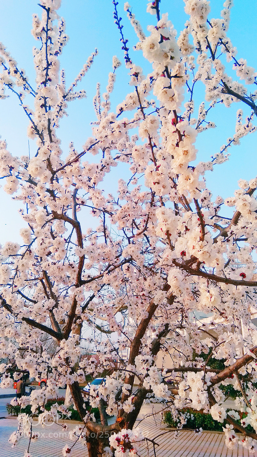 Xiaomi Redmi Note 4X sample photo. Untitled photography