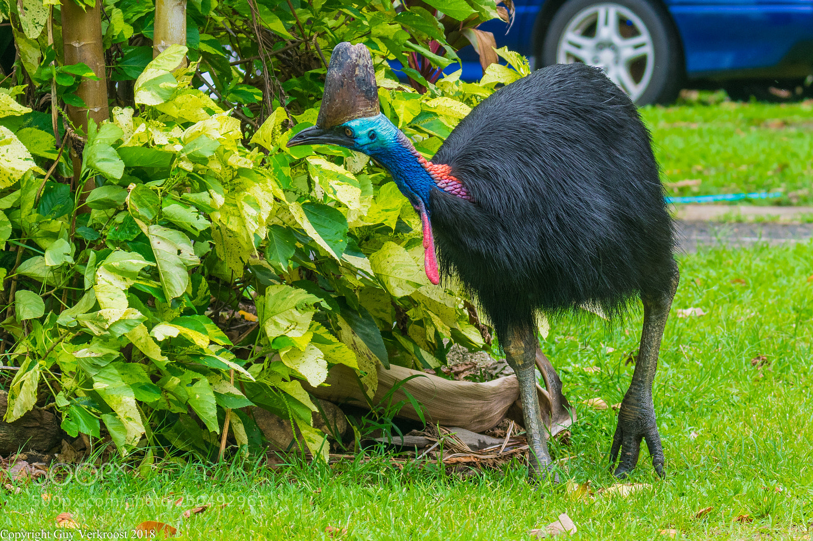 Nikon D3400 sample photo. Southern cassowary photography