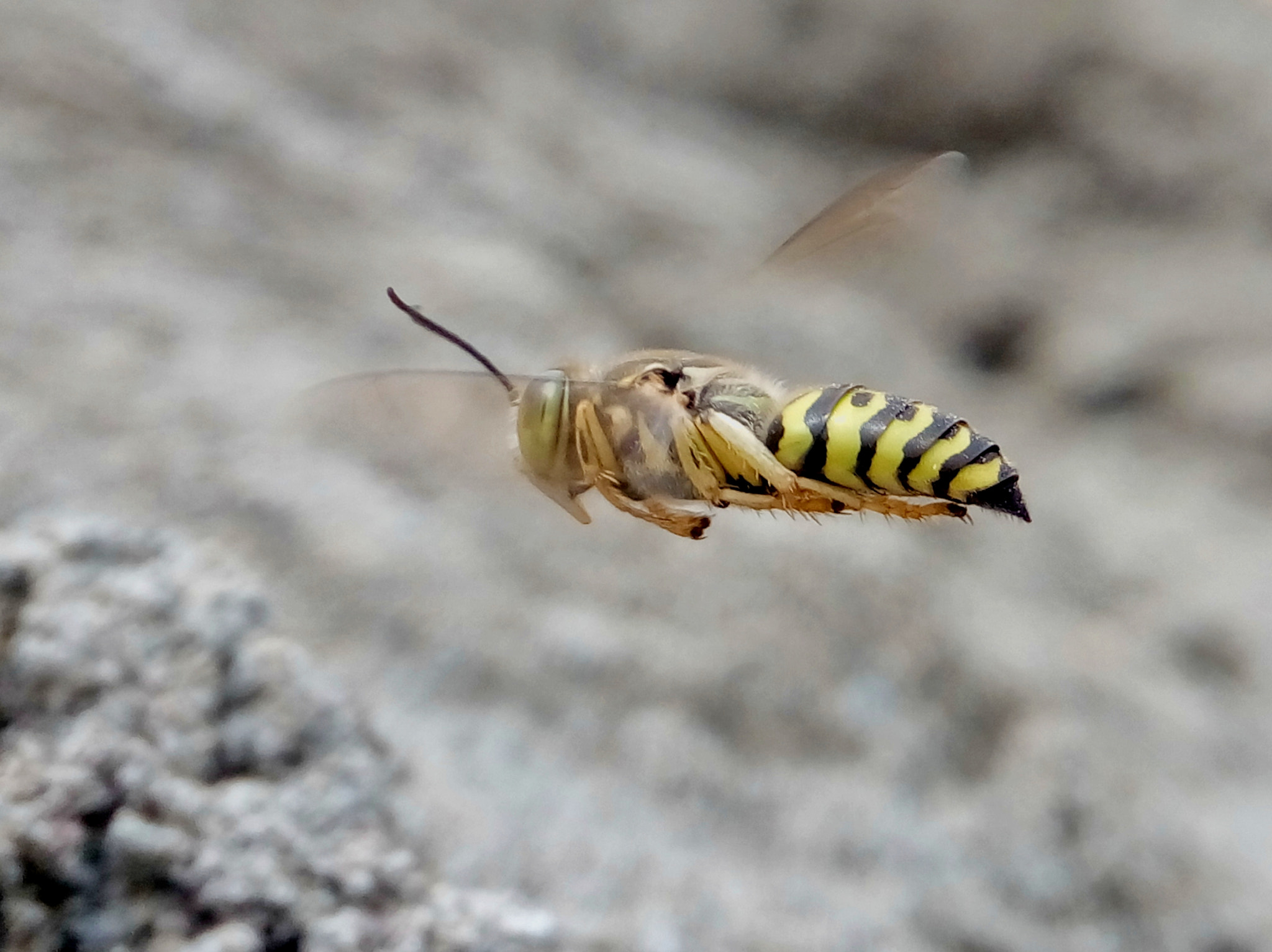 Meizu m2 sample photo. Bee photography