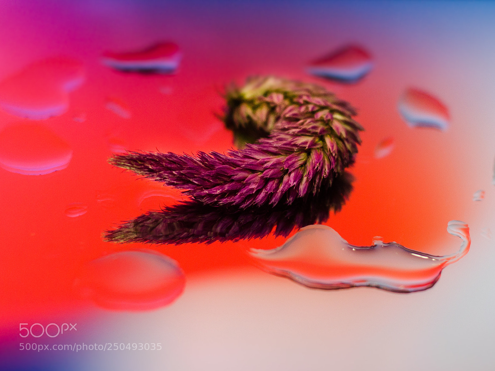 Nikon D7000 sample photo. Flower art photography