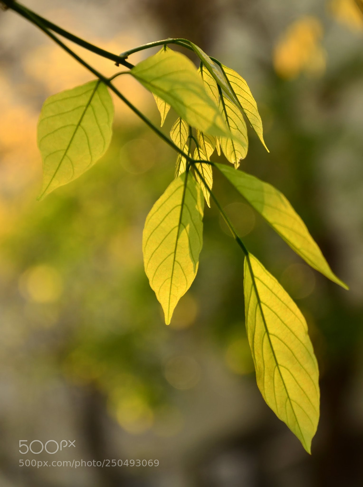 Nikon D7000 sample photo. Tender beauty of spring... photography