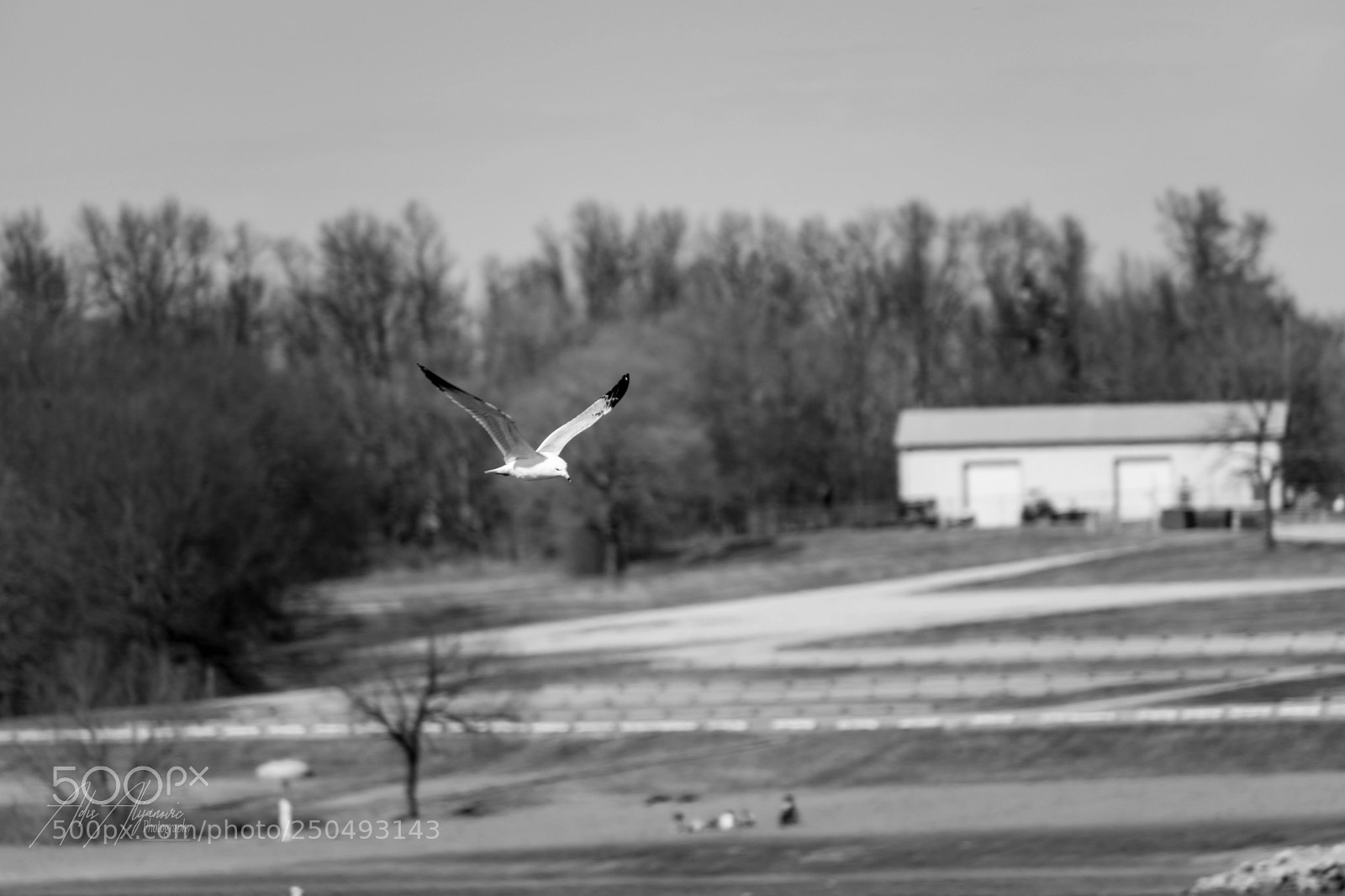 Nikon D5300 sample photo. Freedom of flight photography