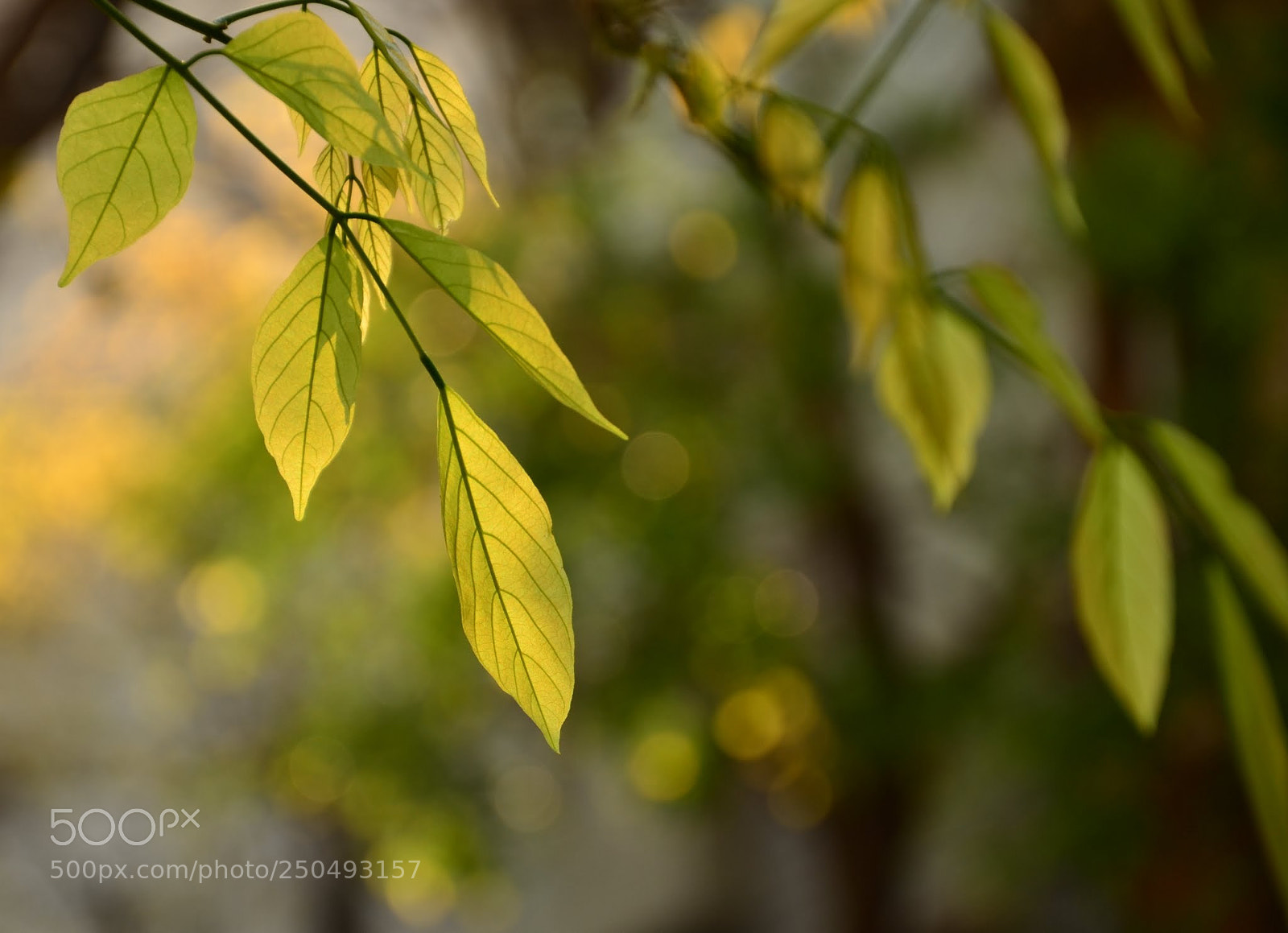 Nikon D7000 sample photo. Beauty of spring... photography