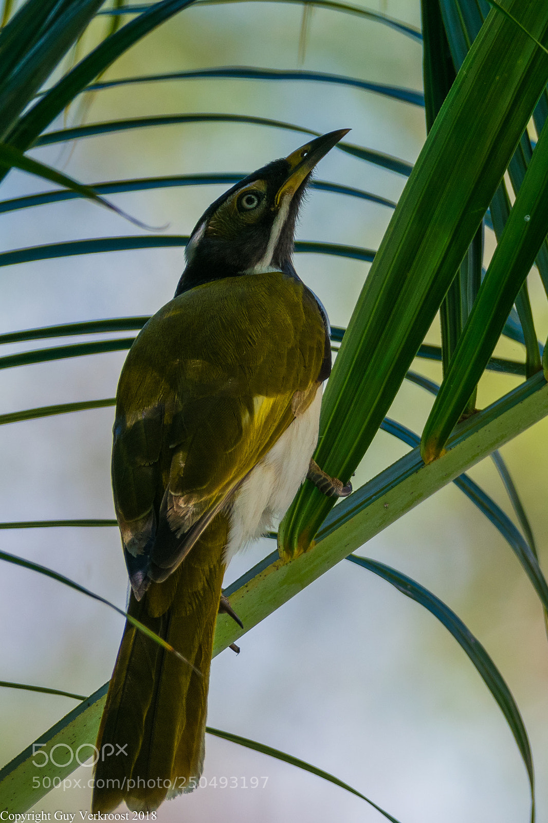 Nikon D3400 sample photo. Blue faced honeyeater photography