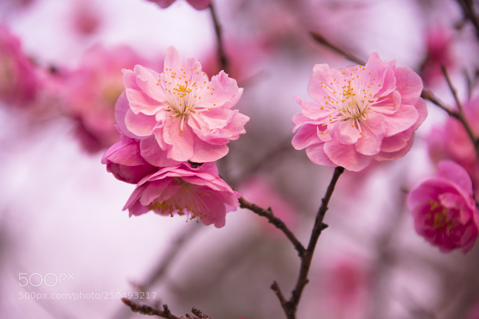 Nikon D5300 sample photo. Springtime photography