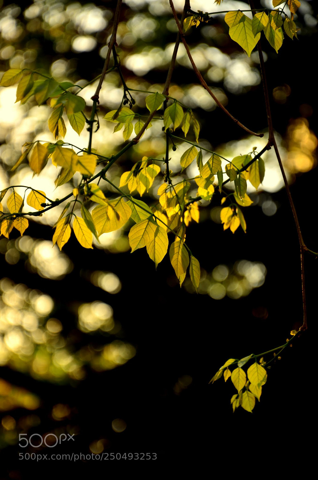 Nikon D7000 sample photo. Love me tender... photography