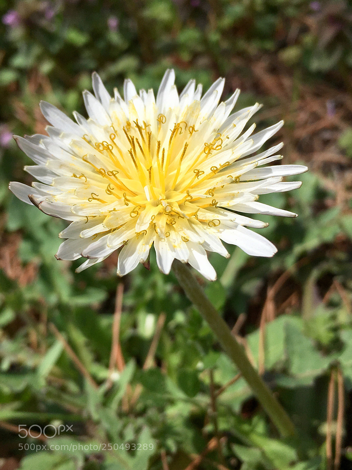 Apple iPhone 6s sample photo. White-flowering japanese dandelion
白花蒲公英 photography
