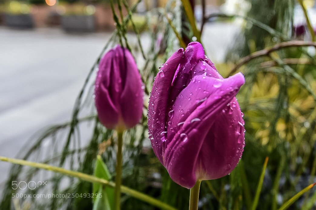 Nikon D7200 sample photo. Spring is in the photography