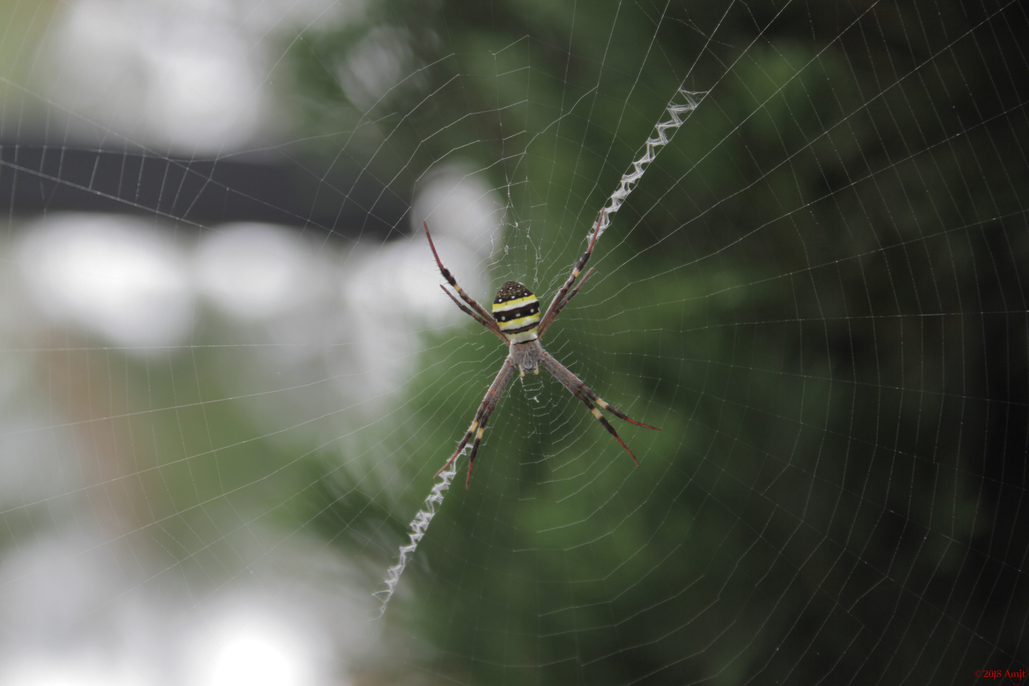 Canon EOS 7D + Canon EF-S 18-55mm F3.5-5.6 IS II sample photo. St. andrews cross spider photography
