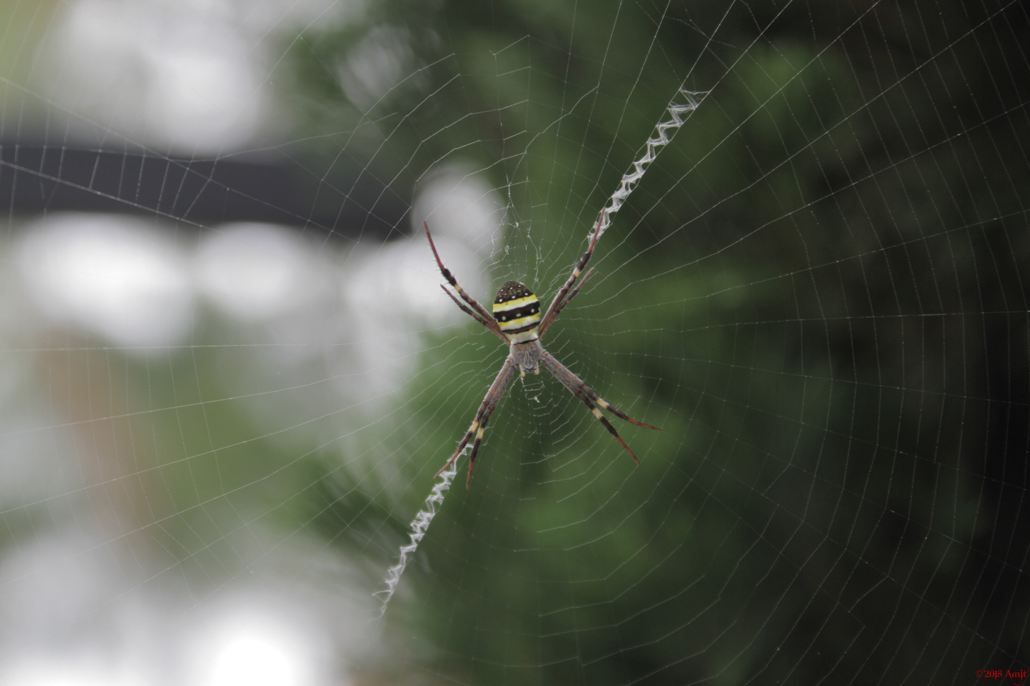 Canon EOS 7D sample photo. St. andrews cross spider photography
