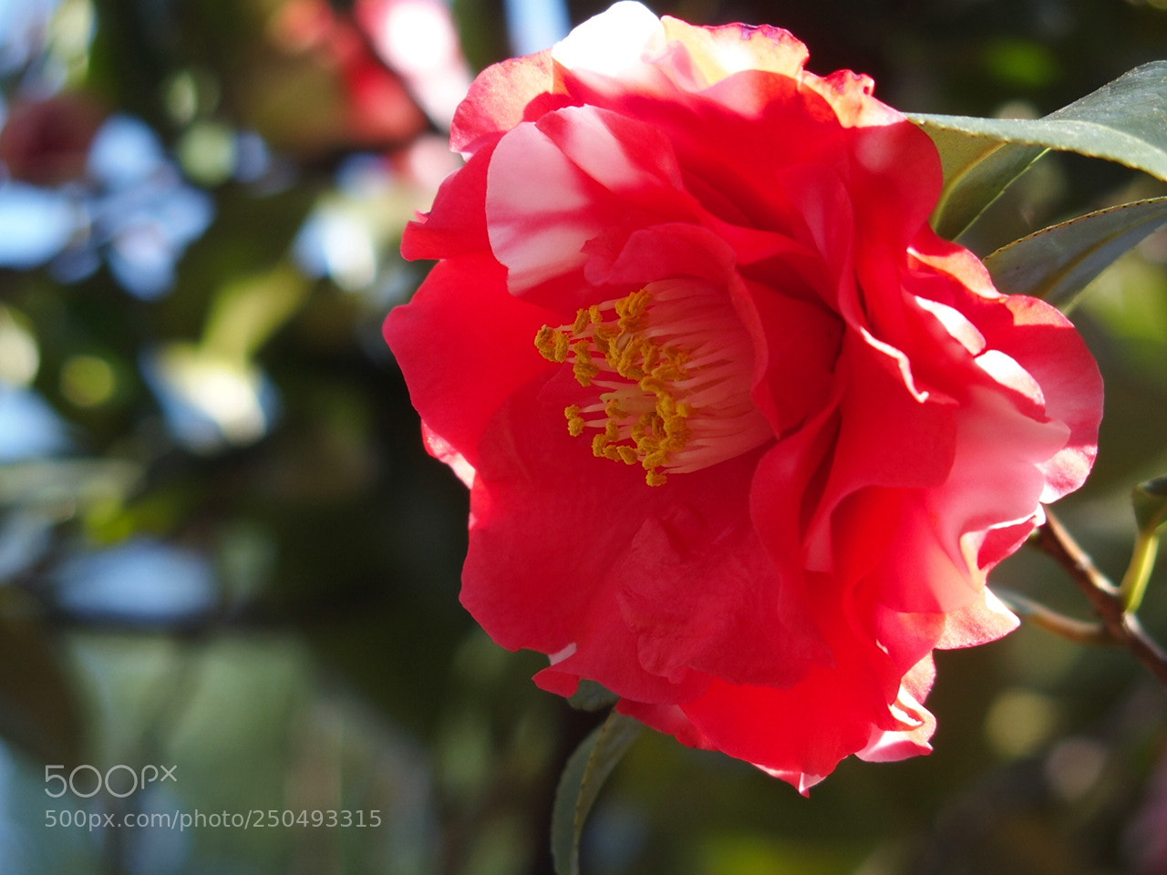 Olympus STYLUS1,1s sample photo. 椿 / camellia photography