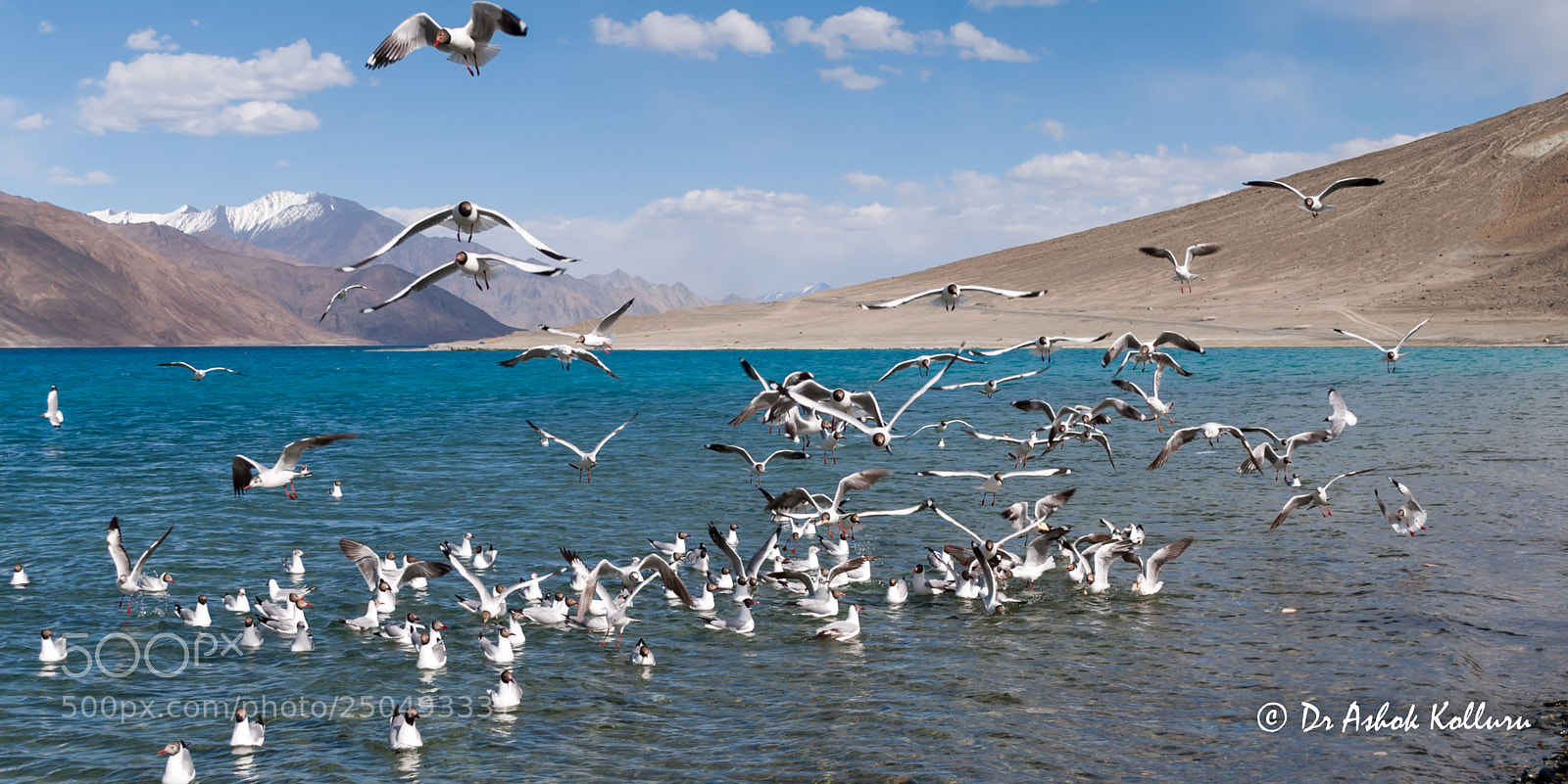Nikon D60 sample photo. Birds at  pangong lake photography