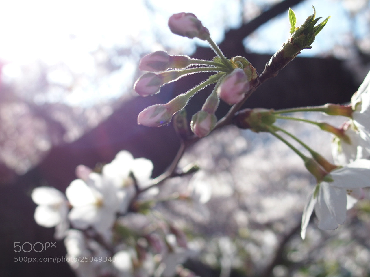 Olympus STYLUS1,1s sample photo. 桜 / sakura photography