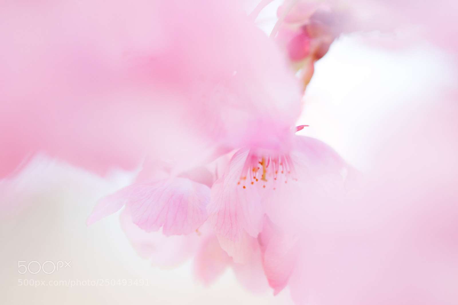 Canon EOS 7D Mark II sample photo. Sakura photography