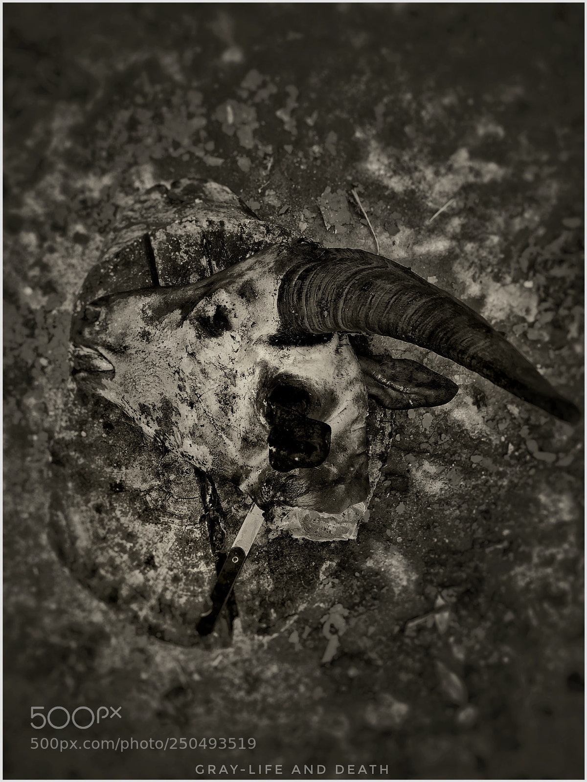 Apple iPhone 6s sample photo. The call of death photography