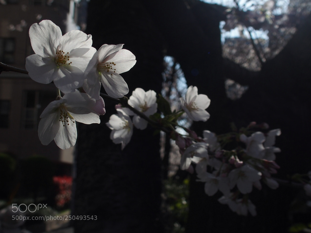 Olympus STYLUS1,1s sample photo. 桜 / sakura photography